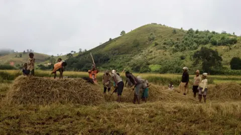 Victoria Gill Rice farming in Mangabe