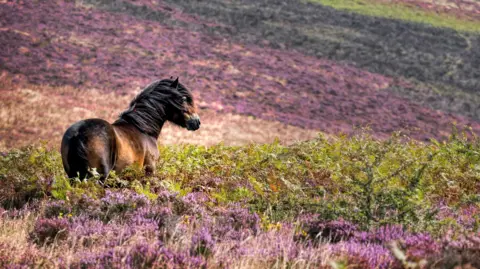 An black and tan Exmoor pony stands in a sea of purple heather.