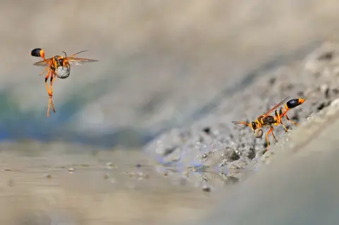 Georgina Steytler / WPY Mud-dauber wasps at Walyormouring Nature Reserve, Western Australia