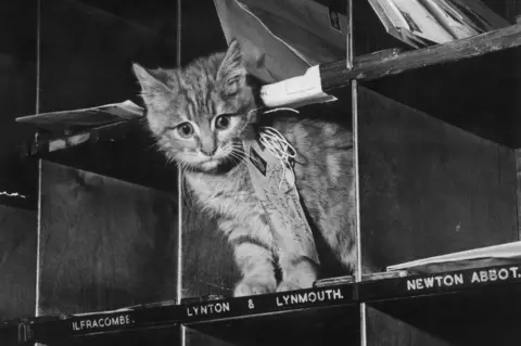 Keystone A kitten with a post label