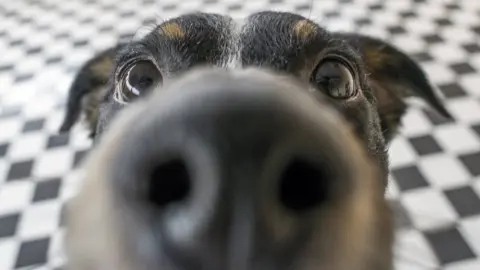 Getty Images Dog nose