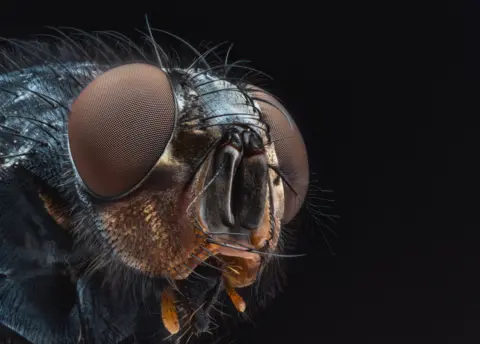 Jack Marcus Smith Blowfly