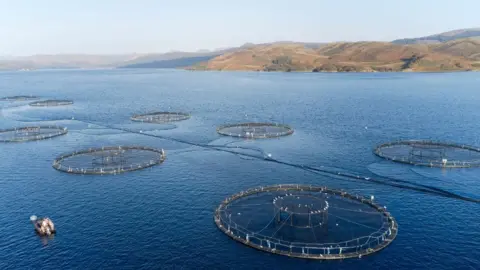 Getty Images salmon farm