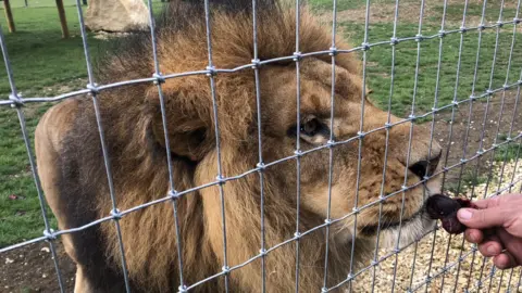 John Devine/BBC African lion behind a mesh fence