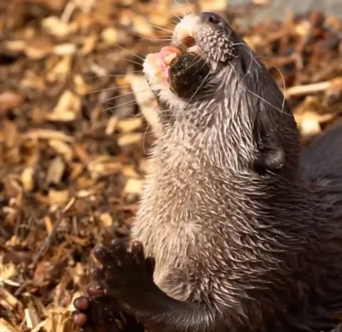 Paradise Wildlife Park Asian short clawed otters