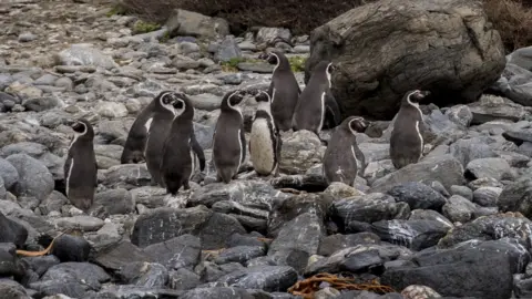 AFP A colony of penguins