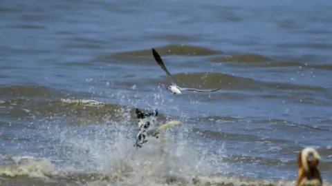 Pitam Chattopadhyaya Free-ranging dogs attacking migratory gulls in Frazergunj of India