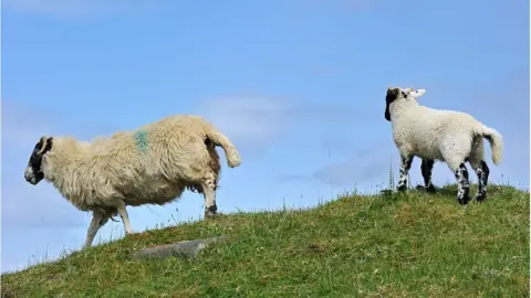 Getty Images sheep on a hill