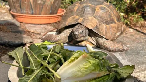 A tortoise in front of a plate of lettuce. It is dark brown with a light brown pattern on its shell.