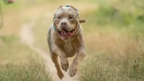 Alexandre Bauer An XL bully