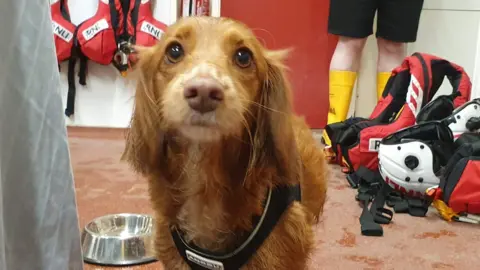 RNLI Lola the dog