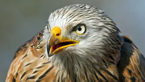 Getty Images Red kite