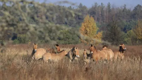 BBC Przewalski's horses in the Chernobyl exclusion zone