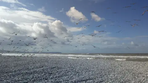 Hilary Overstall Seagulls