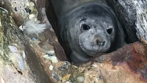 Baby seal trapped in sea defence is saved from drowning