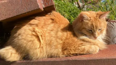 Hugh Fathers Juniper, an 8-year-old ginger cat belonging to Hugh Fathers