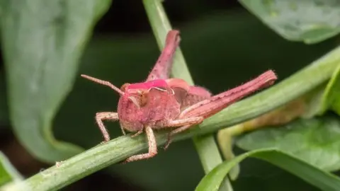 Jak Ward/Macrophotographyuk Pink grasshopper