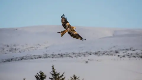 Steve Huggett  Red Kite bird in Llanddeusant, Carmarthenshire