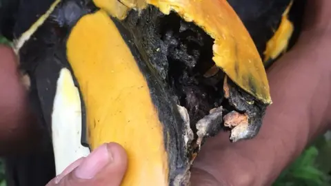 Wildlife Reserves Singapore Much of the casque tissue had been destroyed by the cancer