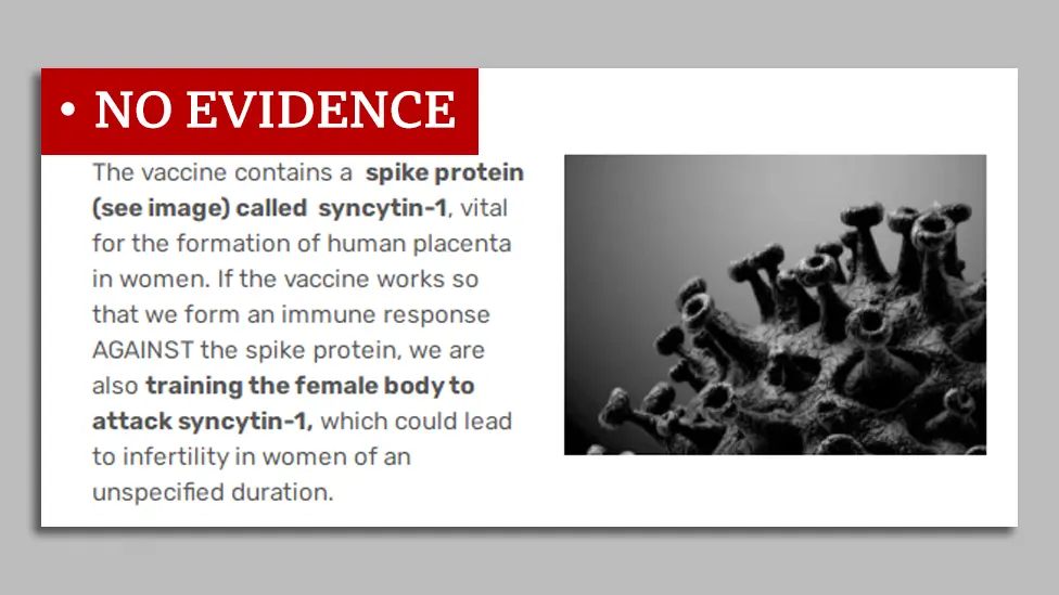 a screenshot reading "the vaccine contains a spike protein called syncytin-1, vital for the formation of human placenta in women. If the vaccine works so that we form an immune response against the spike protein, we are also training the female body to attack syncytin-1, which could lead to infertility in women of an unspecified duration" - labelled no evidence by Reality Check