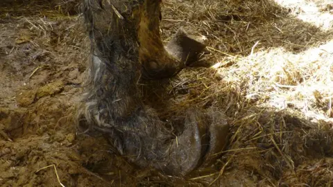 RSPCA Horse's overgrown hooves