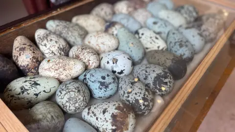 Dozens of eggs sit side by side in a large glass and wood cabinet. They're different colours - ranging from pale blue and grey to white - and all feature detail such as speckling. 