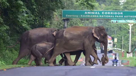 Getty Images A herd of wild elephant cross a National Highway at the flood affected Kaziranga National Park in India's northeast state of Assam