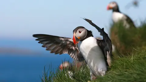 Getty Images Puffins on Grimsey