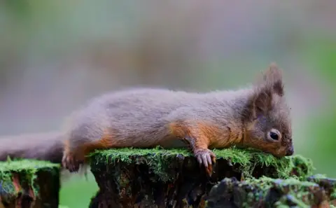 Peter Wilkinson Squirrel lying down