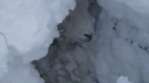 One of the buried sheep
