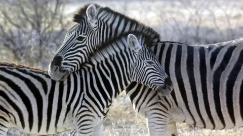 Two zebras nuzzling in Namibia