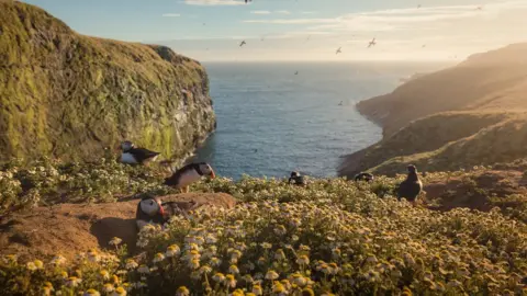 Drew Buckley Puffins on Skomer