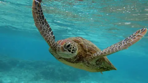 Getty Images A turtle swimming through the Great Barrier Reef