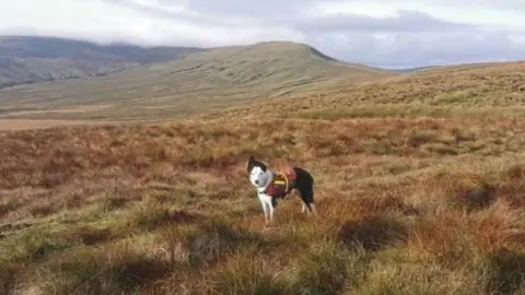 UWFRA Search dog on the Yorkshire Dales