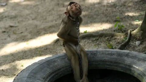 Getty Images Monkey chained to a tyre