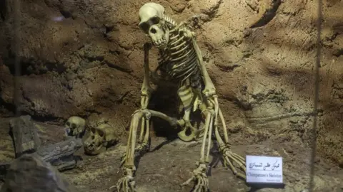 Getty Images An interior view of the Zoological Museum where various animal skeletons are on display at the Giza Zoo in Giza, Egypt on January 15, 2023. Controversy rises over the museum's renovation project that is accused of potentially damaging its surroundings. The accusations are denied by The Ministry of Agriculture and Land Reclamation