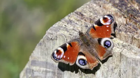 Getty Images Peacock butterfly