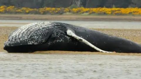 Dead whale