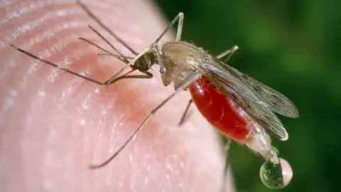 Science Photo Library Mosquito