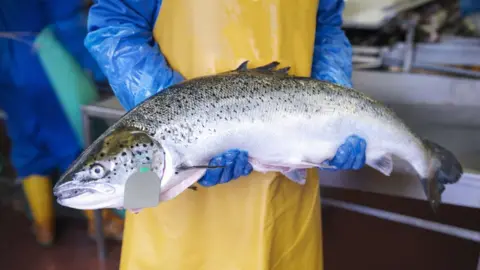 Getty Images Scottish farmed salmon