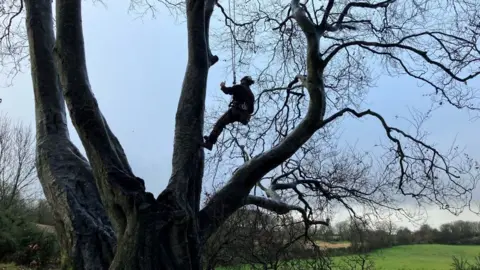 BBC tree surgeon in harness up tree, silhouetted against the sky