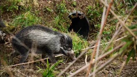 A black and white Visayan warty pig walking through mud and grass. The pig has a long brown snout and white markings around its body. There is a black tunnel inside of a grassy bank. 