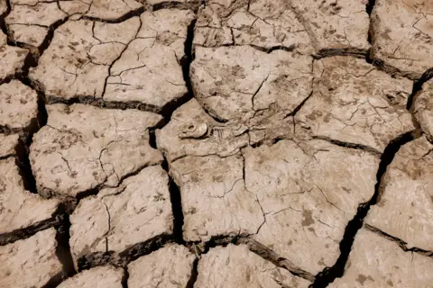 Reuters A dead fish lies on the cracked ground of La Vinuela reservoir during a severe drought in La Vinuela, near Malaga, southern Spain.