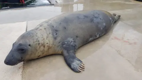 Cornish Seal Sanctuary Before moult