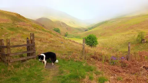 WENDY MACDONALD A border collie dog is sniffing the grass next to a stile and wire fence in a valley with green and brown undulating hills 
