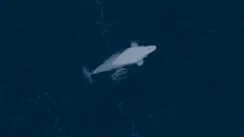 Richard Shucksmith @imagesecology Beluga whale near Shetland