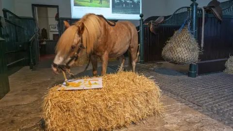 Blenheim Palace Teddy the pony