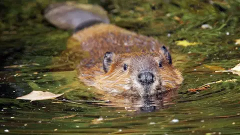 Getty Images Beaver