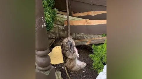 Resident's image Rat found at housing estate