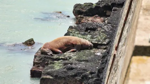 JF Brossier/Les Sables d'Olonne Wally laying on rocks